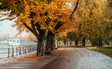 Autumn scene on Bodensee lake promenade. Row of orange leafed trees along the road covered with...
