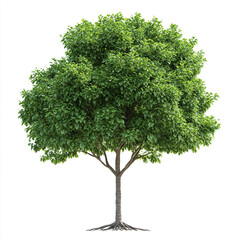 tree isolated on white background.