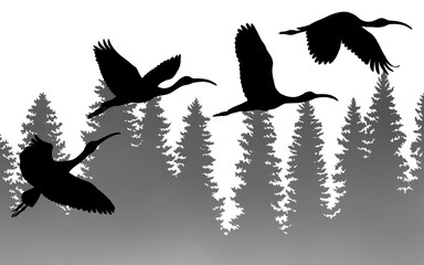 Scarlet ibises flying over conifer trees isolated on transparent background, silhouette illustration