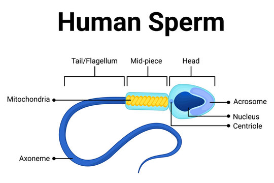 Human sperm cell structure diagram scientific design illustration 