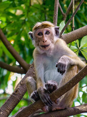Macaque à toque ou macaque couronné