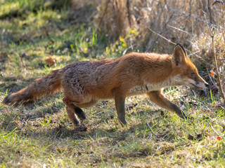 Red Fox Walking on a Path