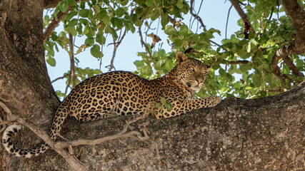 Léopard en observation sur une branche haute