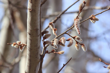 Blooming branches of a willow tree - fluffy cats
