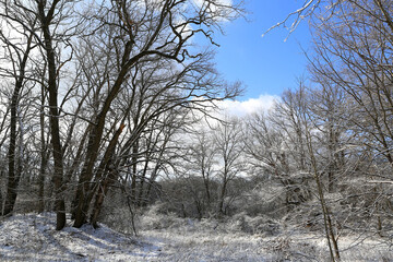 wild forest in witner