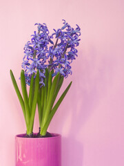 Bouquet of purple flowers in pink pot. Pink layout of purple hyacinth flowers. Purple hyacinth on pink background. Pink aesthetic. Card, flat lay, copy space. Spring background. Violet hyacinthus.