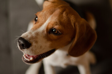 beagle dog portrait