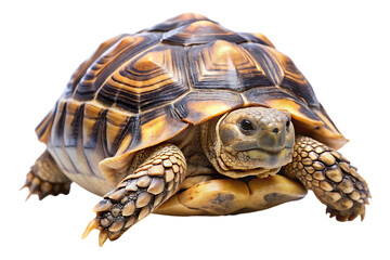 Fototapeta premium tortoice isolated on transparent background 