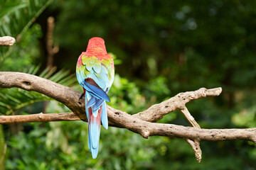 Scarlet Macaw Perched (Ara chloropterus) seen from behind on a branch in a tropical forest