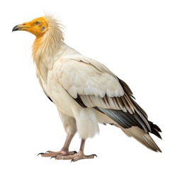 Obraz premium Egyptian Vulture AI Generated Image