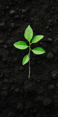 Naklejka premium Vibrant green seedling growing on rich black soil symbolizing new beginnings and growth in nature
