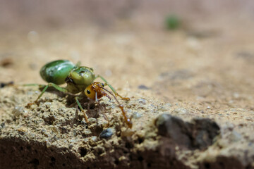 selective Weaver ants, Green ants Oecophylla smaragdina, queen ants on the ground