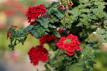 Red verbenas blowing in greenhouse in pot spring