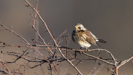 Fieldfare (Turdus pilaris)