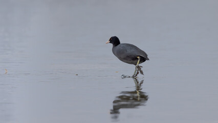 Eurasian Coot (Fulica atra) Skating on Ice