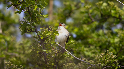 Sedge Warbler (Acrocephalus schoenobaenus) Singing in a Tree