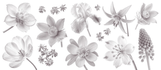 Spring Flowers set, herbarium made in retro dotted halftone style. The effect of vintage zine grain texture. Trendy vector illustration of wildflowers