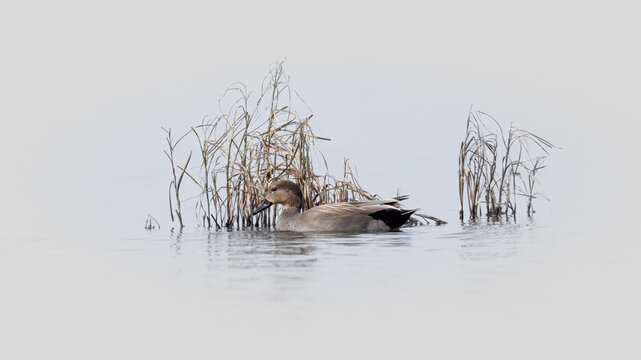 Gadwall (Mareca strepera) Swimming