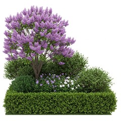 Obraz premium Cut out landscape design. Lilacs and flower bed. Flower hedge isolated on white background.,Garden design. Flowering shrub and green plants for landscaping. Decorati