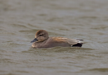 Gadwall (Mareca strepera)