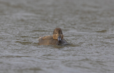 Gadwall (Mareca strepera) Swimming