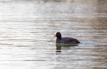 Eurasian Coot (Fulica atra) Swimming
