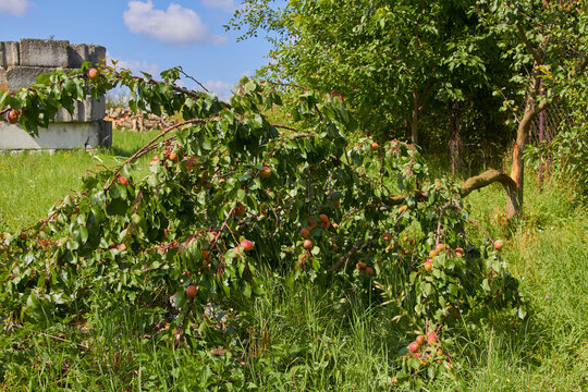 tree with apricots lying, a broken branch with apricots lies on the grass, a garden after a storm