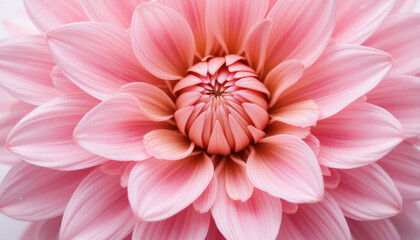 Fototapeta premium close up of romantic pink dahlia flower in full bloom, showcasing its intricate floral petals with soft gradients of pink and white, creating delicate and elegant appearance
