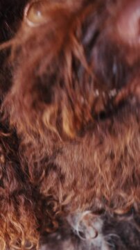 Vertical closeup on the eye of Brown lagotto romagnolo dog with wet nose, staring and blinking