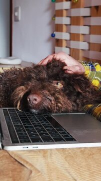Vertical slow-motion of Owner petting lagotto romagnolo dog interrupting work on laptop