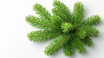 Fresh Fir Branches on White Background