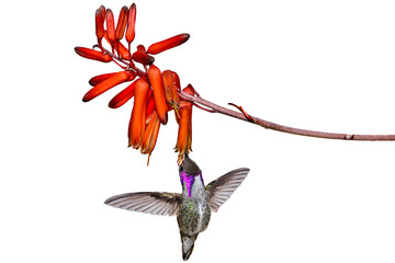 Costa's Hummingbird (Calypye costae) Photo, in Flight, Feeding on Tiger Aloe (Aloe variegata) Blooms, on a Isolated, Transparent PNG Background