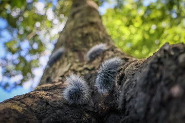 Selective focus Macrobrochis gigas caterpillars, two black with soft white fluff on trees at the beginning of the rainy season. These cute caterpillars are non-poisonous and in the middle of a lush 