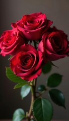 Obraz premium Deep red roses tightly bound, classic bouquet shape, petals, vibrant