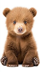 Fototapeta premium Woodland animals habitat hidden. A cute baby bear with fluffy fur and bright eyes sits on the ground, showcasing its adorable features and playful nature.