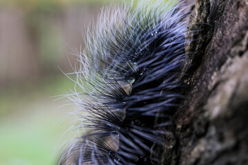 Selective focus Macrobrochis gigas caterpillars, black with soft white fluff on trees at the beginning of the rainy season. These cute caterpillars are non-poisonous and in the middle of 