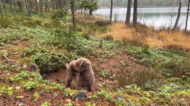 Brown lagotto romagnolo dog digging for truffles near a lake in a forest