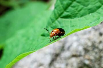 Orange ladybug on green leaves in the forest in the rainy season. Green nature background.