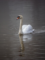 Fototapeta premium Mute Swan iSwimming ona Lake