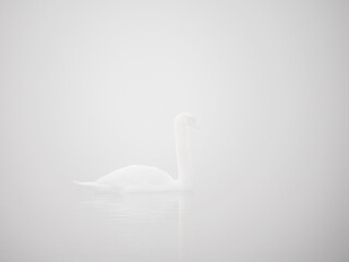 Mute Swan in the Fog