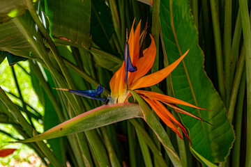 flor helicônia de papagaio