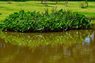 plantas folhagens com reflexo na água do rio