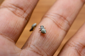 selective focus cute white insect larva Closeup baby insect on hand