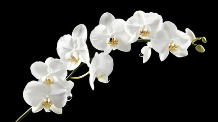 A spray of elegant white Phalaenopsis orchid flowers with yellow and pink centers, isolated against a black background.
