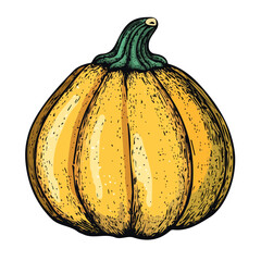 A hand-drawn colorful Acorn Squash. Trendy abstract minimal style. Natural fresh Dill. Vector illustration isolated on white