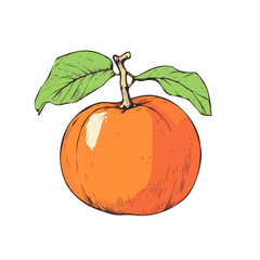 A hand-drawn colorful American Persimmon. Trendy abstract minimal style. Natural fresh Dill. Vector illustration isolated on white