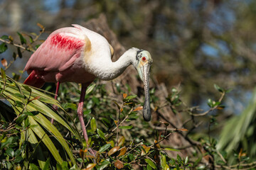 Closeup of a Roseate Spoonbill perched on a tree