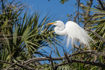 A Great egret perched on a tree