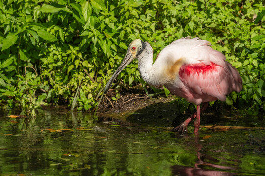 A roseate spoonbill drinking from a stream - Powered by Adobe