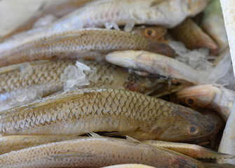 Fresh catch of the day displayed in a bustling market as fishermen prepare for a busy afternoon ahead